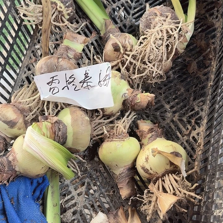 雷格泰姆直径7+基地球