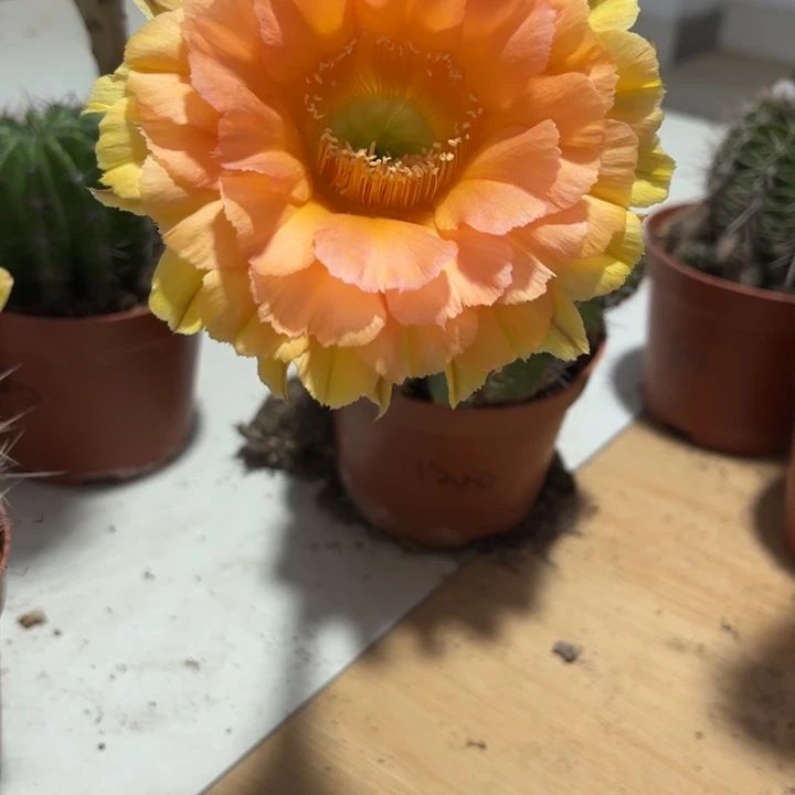 微***光彩草仙人球开花啦