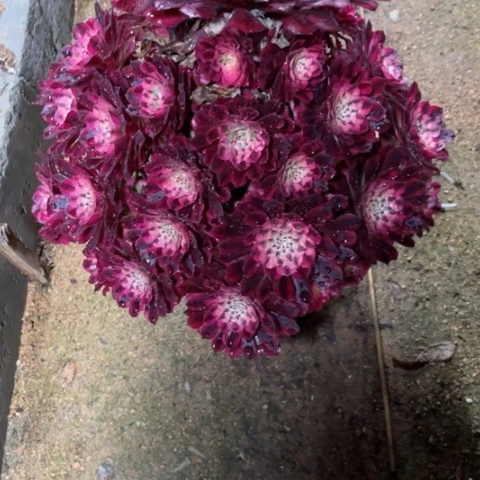 多肉植物红铜壶超白锦。