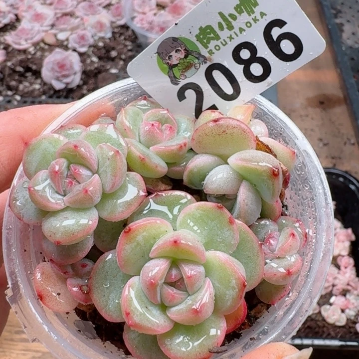 多肉植物多肉植物