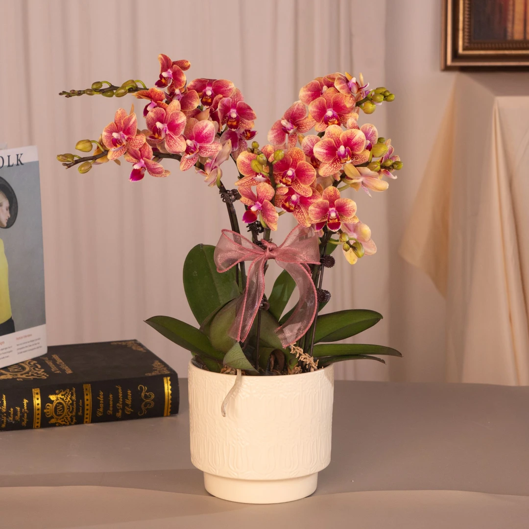 蝴蝶兰【金蝶】2.8寸杯 带花带花苞 基地直发