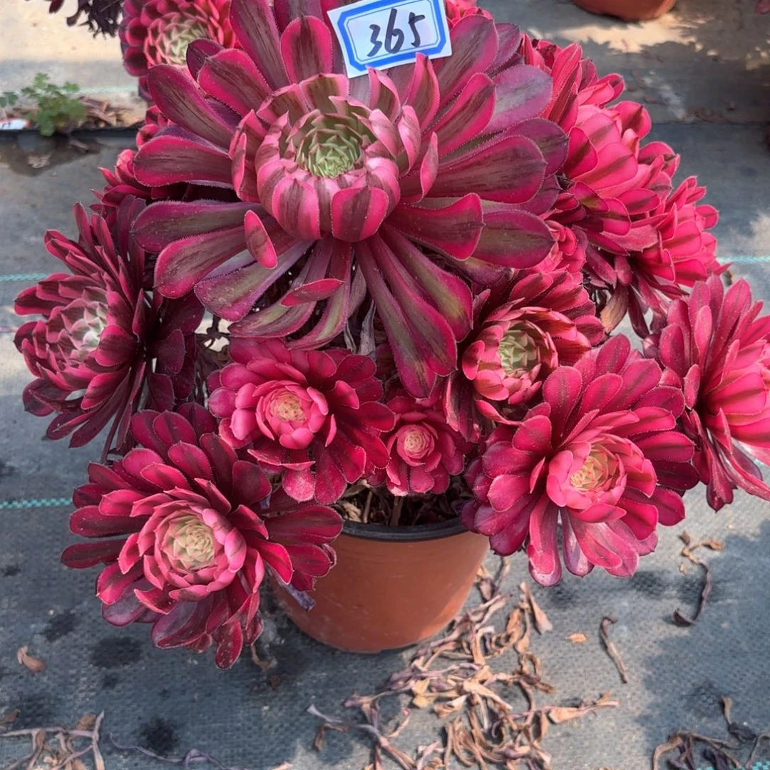 无花朵365白月光多肉植物