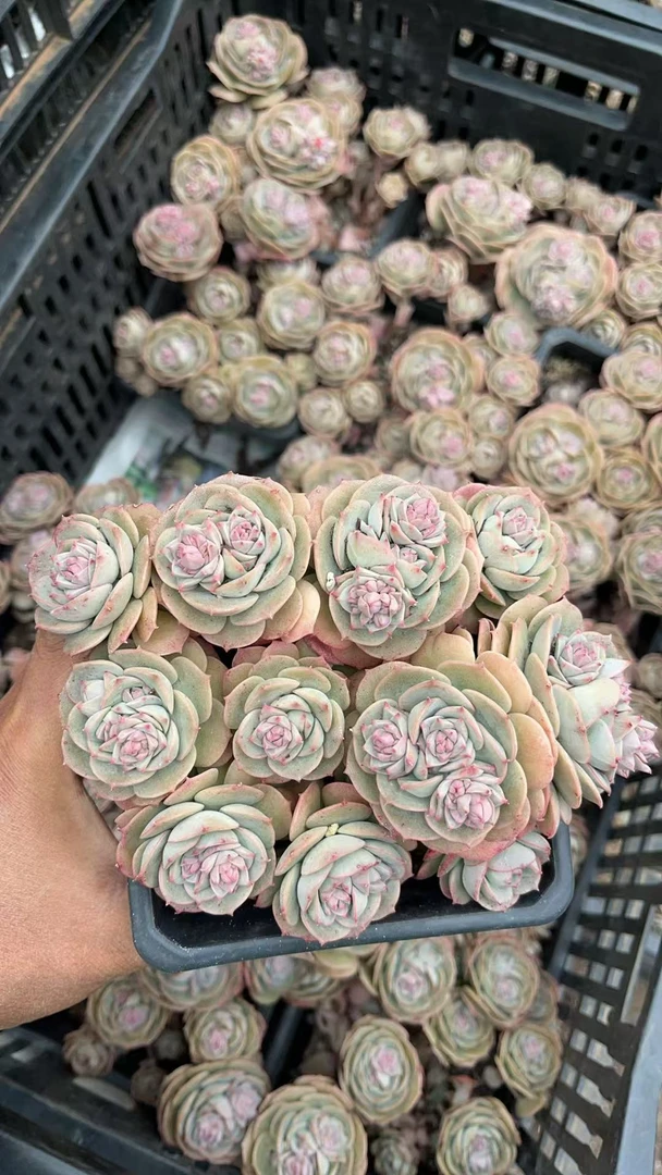 克罗地亚玫瑰   亮哥精选  多肉植物 易养活