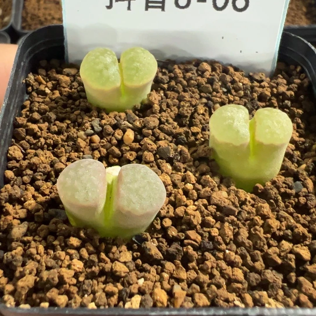 8-06磁铁风铃多肉植物