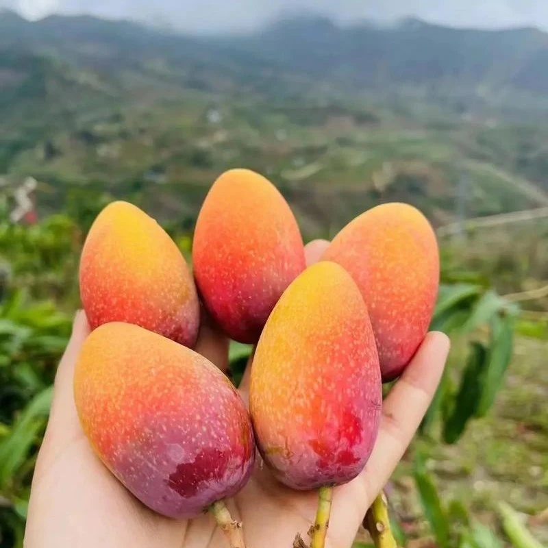 【次日达】海南芒果净重4斤 顺丰包邮新鲜芒果新疆维吾尔自治区