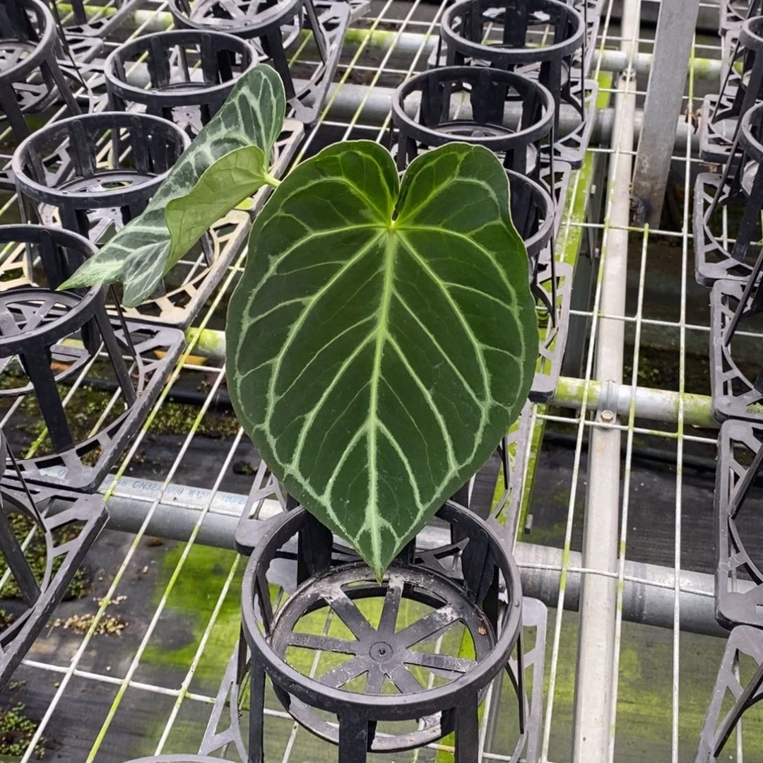 不开花植物16 撕裂纹 不售后