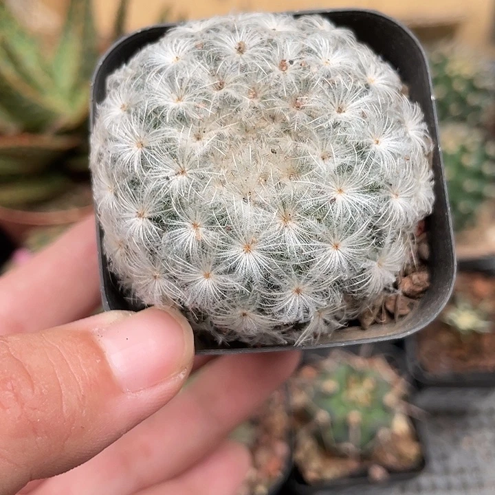 769白星 仙人球植物