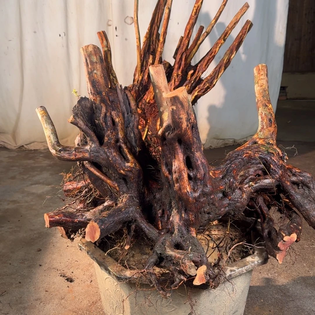 罗***型8888888888888888