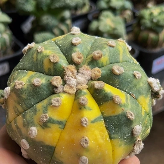 无花朵散班兜锦906