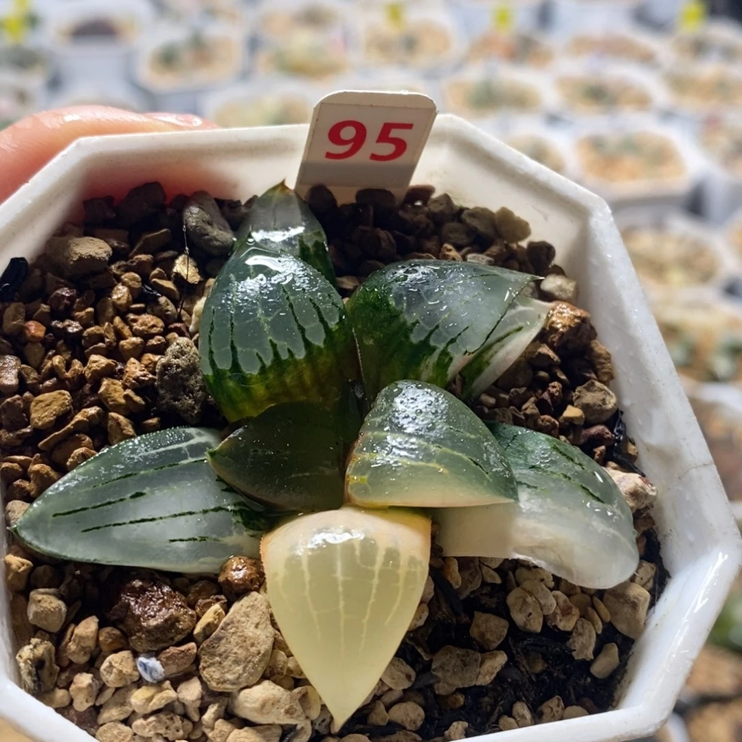 不开花植物95阿房宫十二卷多肉