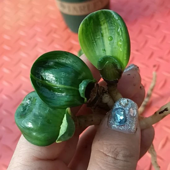 九****，特色花卉君子兰小苗