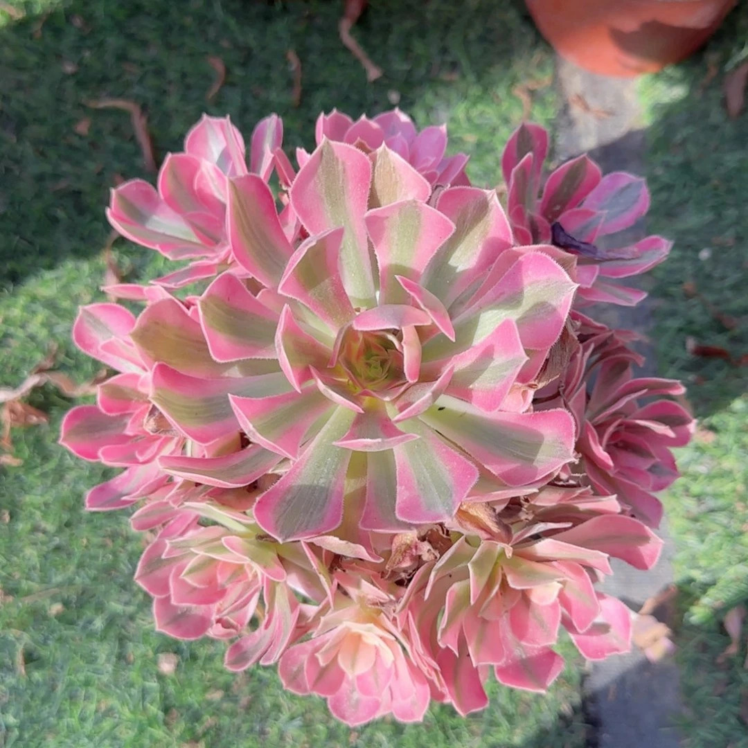 无花朵粉女巫中号