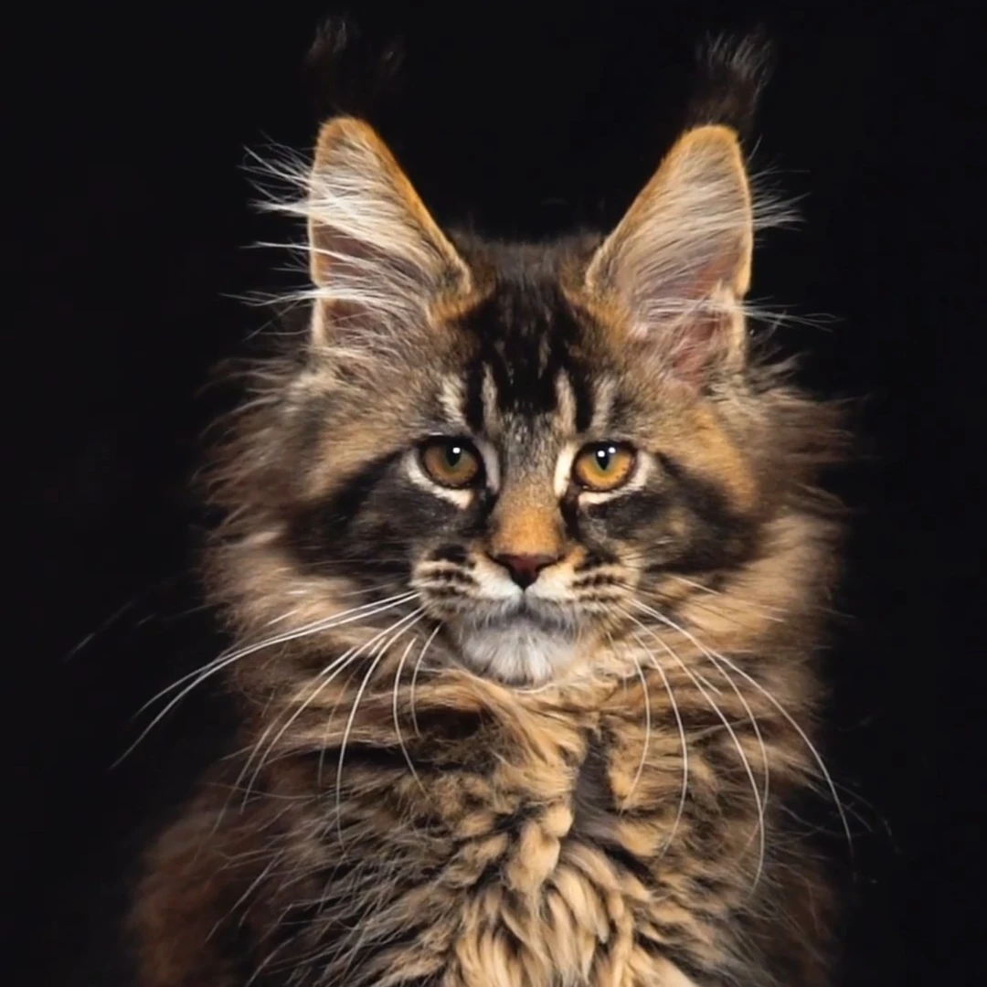 棕虎斑缅因猫 4439弟弟—大天使缅因猫舍