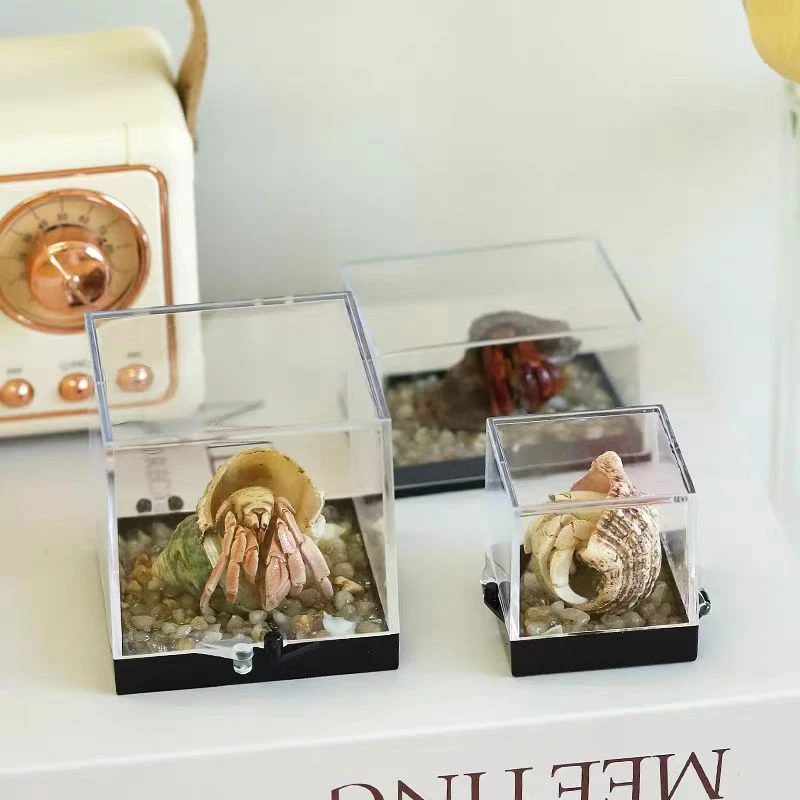 天然真品寄居蟹标本diy海洋生物饰品摆件贝壳收藏工艺