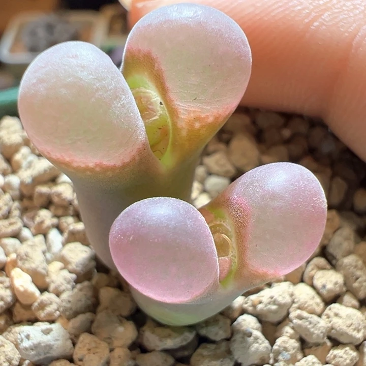 132。 优选三年鲑鱼粉。不透网格。细腻窗