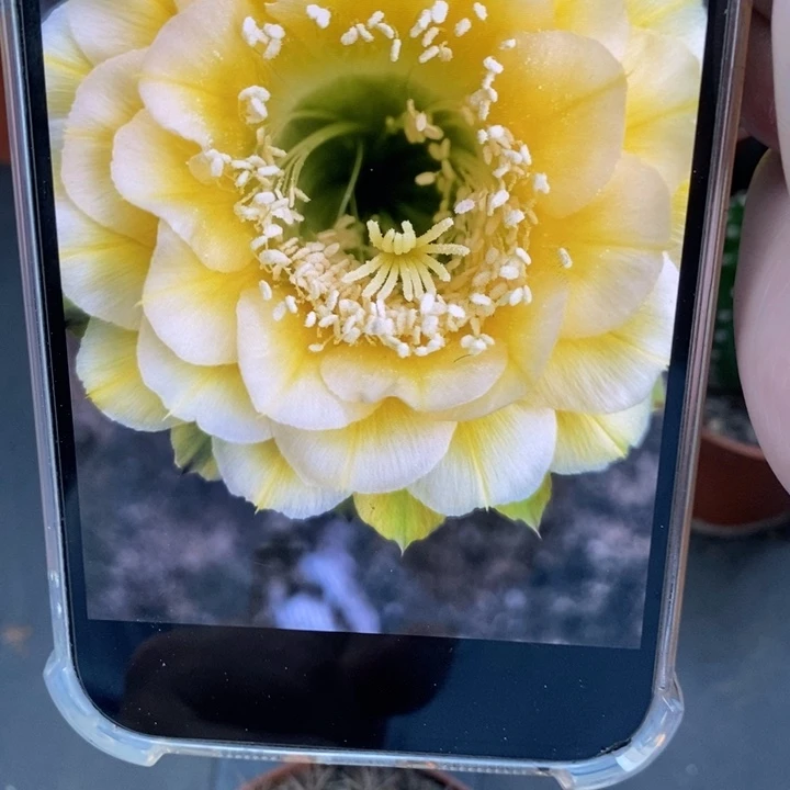 香香绿黄白6公分左右