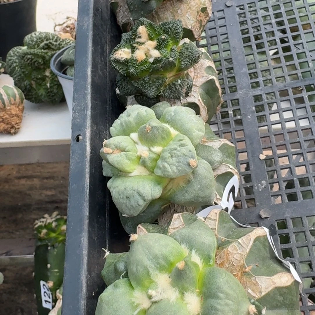 【闪购商品】无花朵清货四颗牡丹