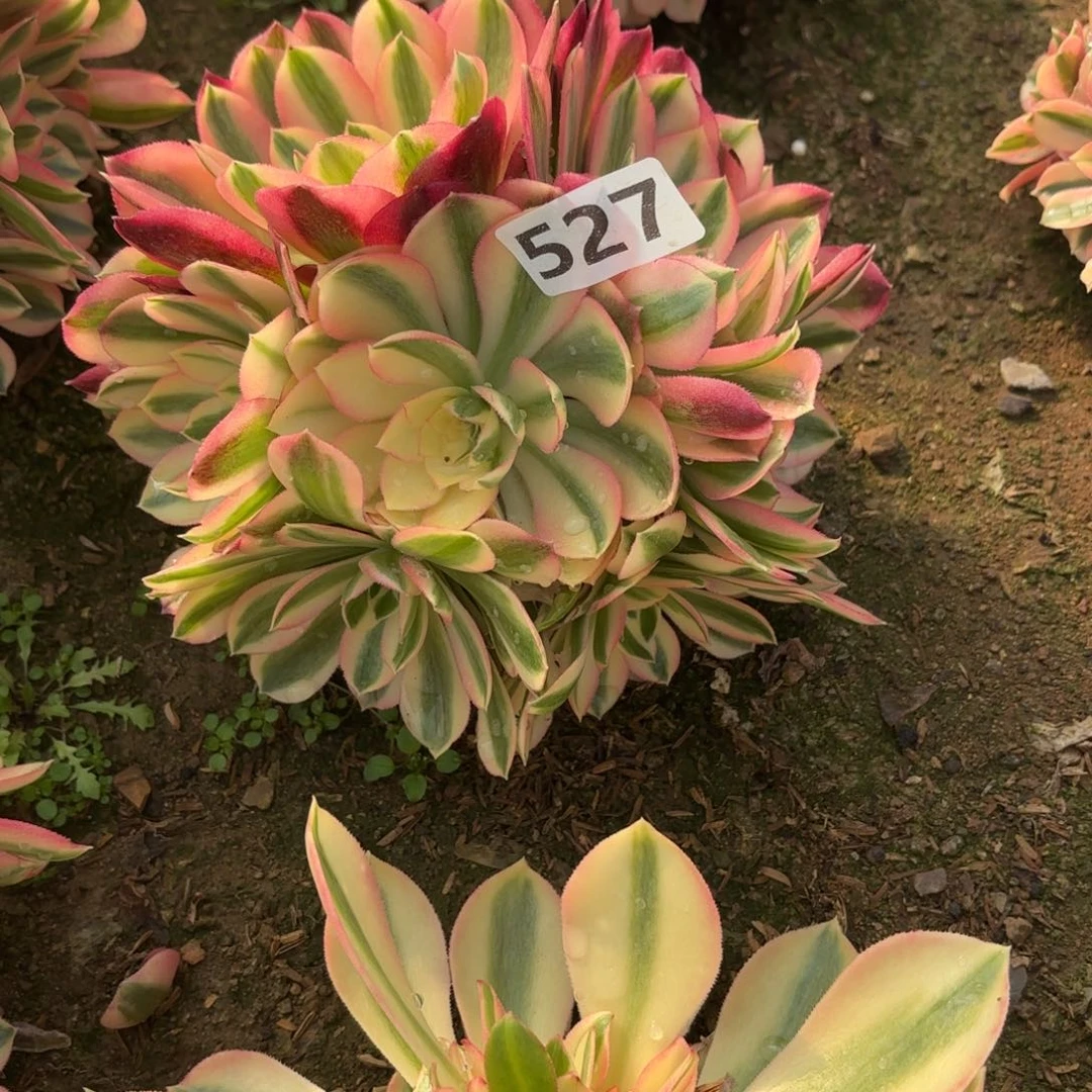 妖**怪527粉女巫多肉不包损