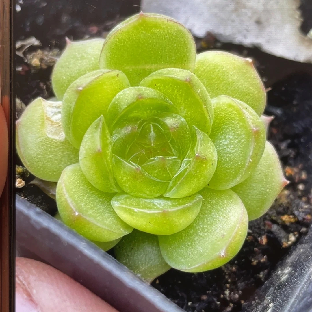 优选吉娃娃20粒，超推荐！！