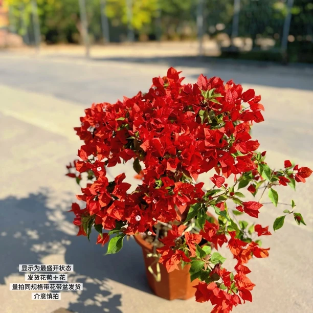 热火桑巴·a火焰红四季开花爬藤