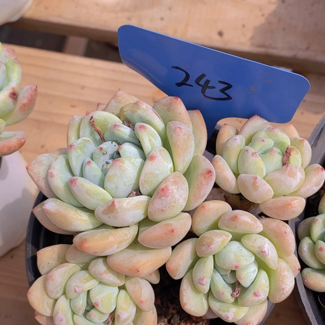 多肉植物，一物一拍