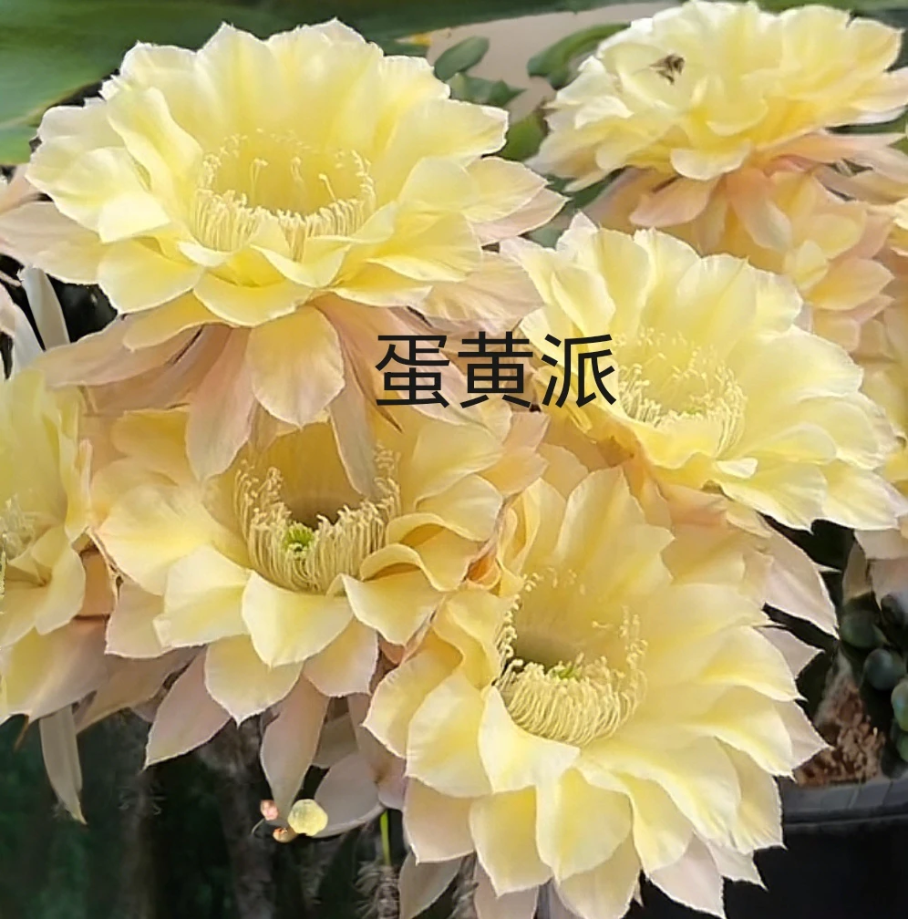 彩草蛋黄派侧芽歪 满28包邮非偏远
