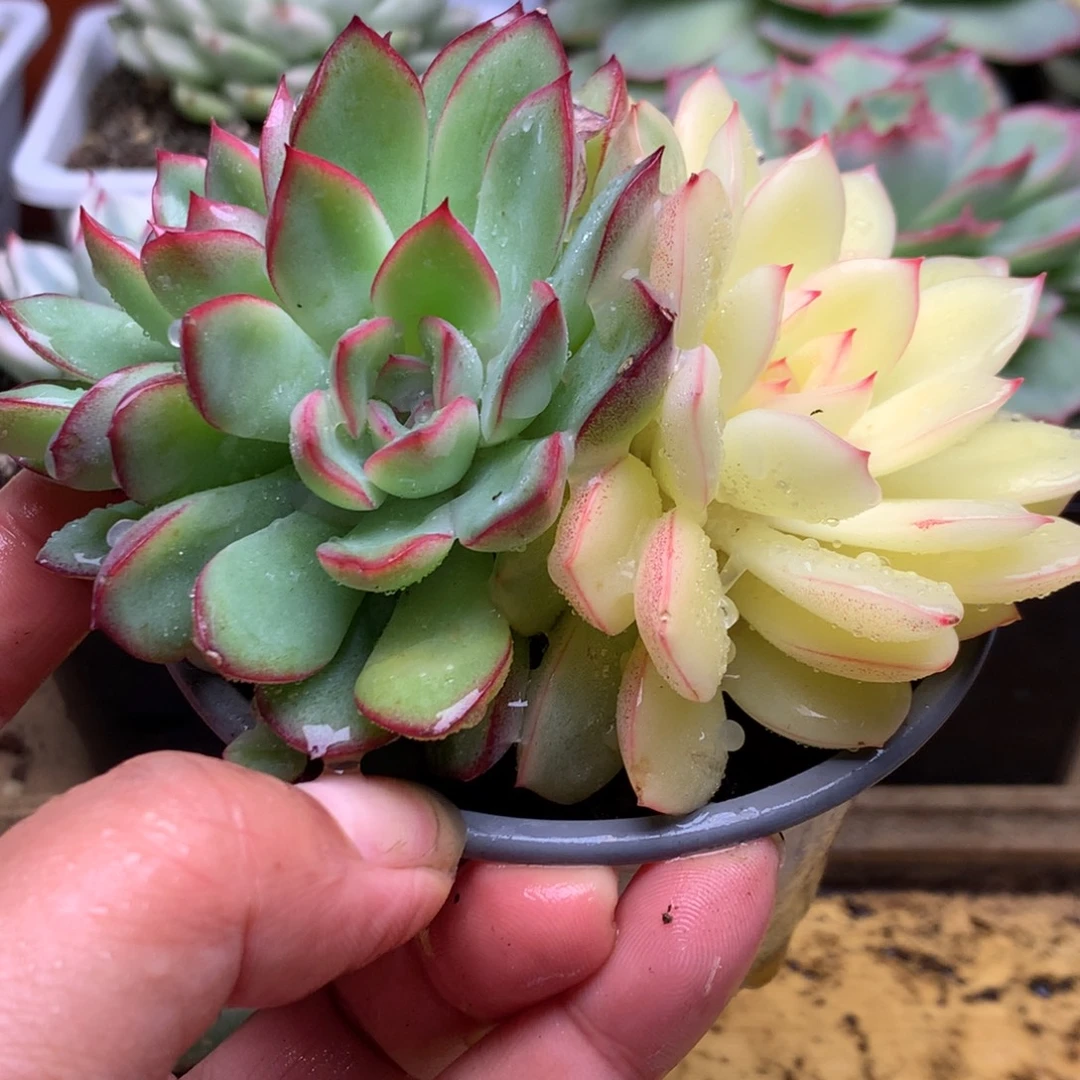 雨燕舞哦阴阳哈哈哈哈哈