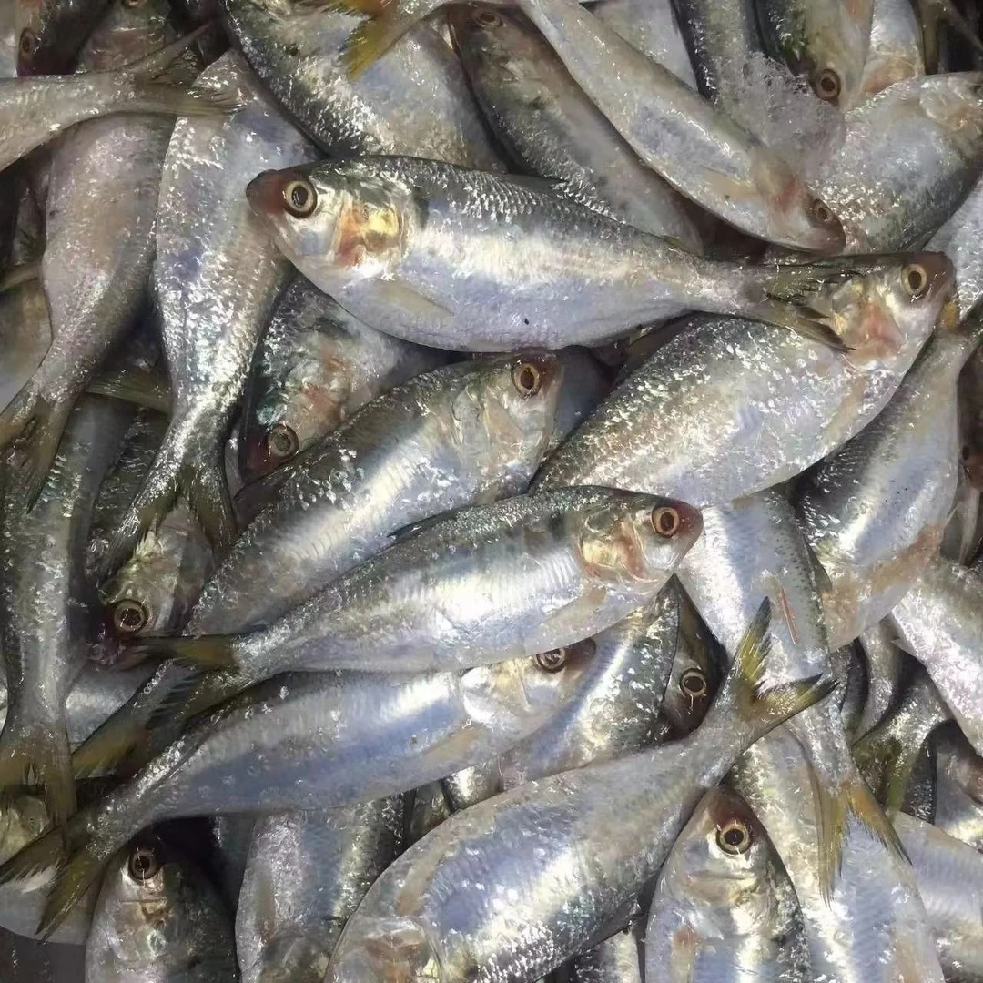 小海鲫鱼零鲫鱼（净重5斤）