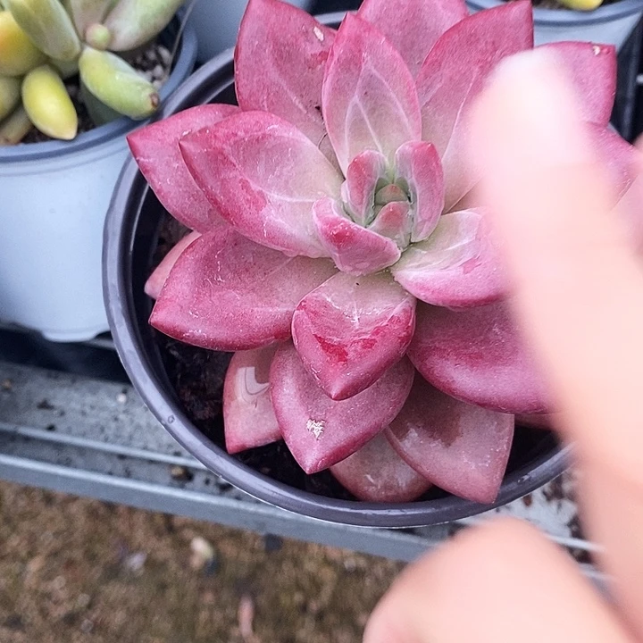赫菲2467899900”