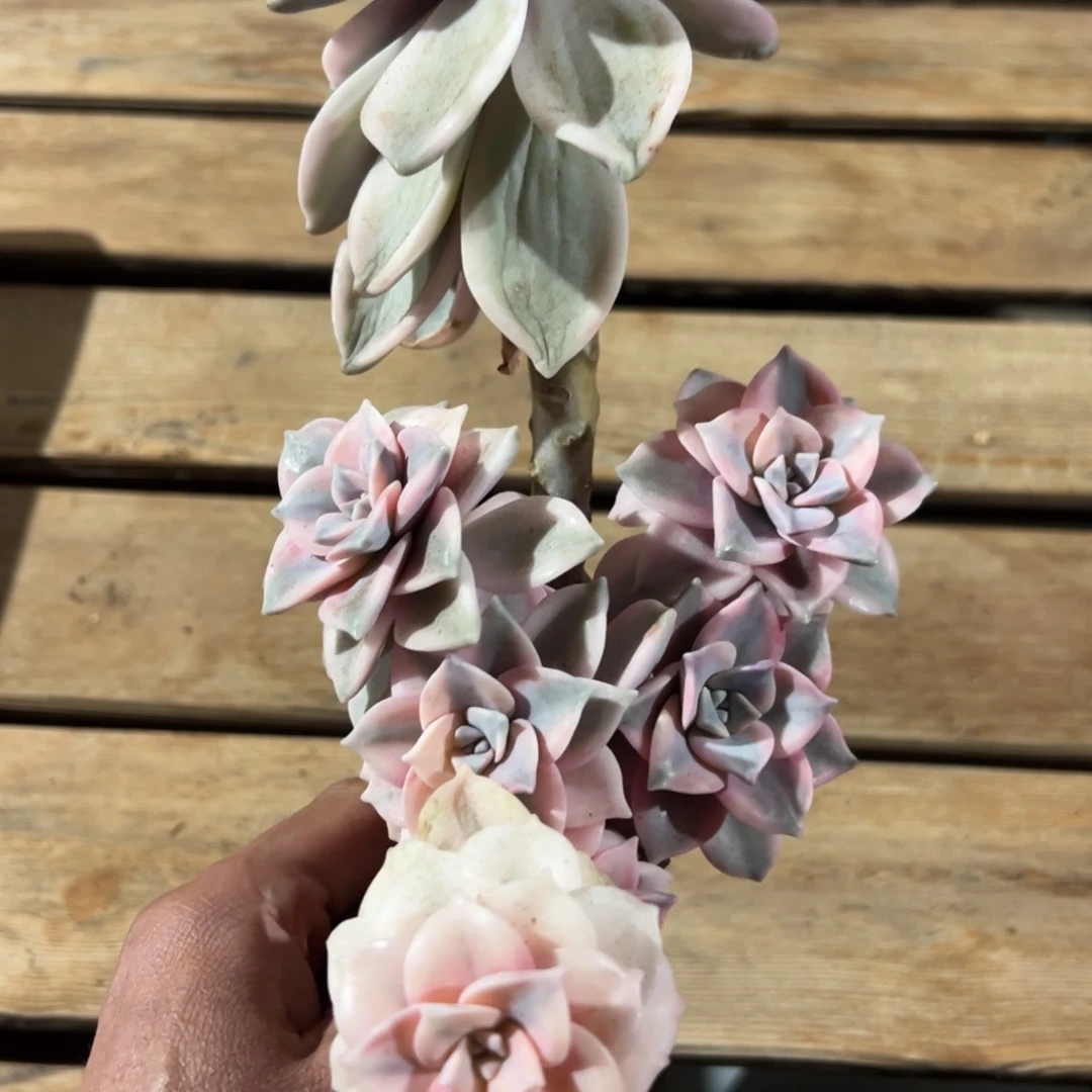 莉*淘多肉紫乐锦一个盆