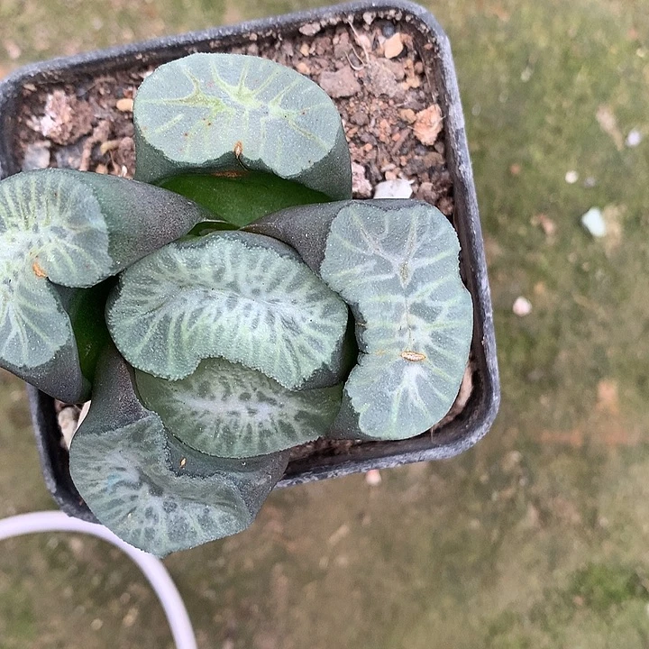 ****虎巨大花菱带盆土发货loo