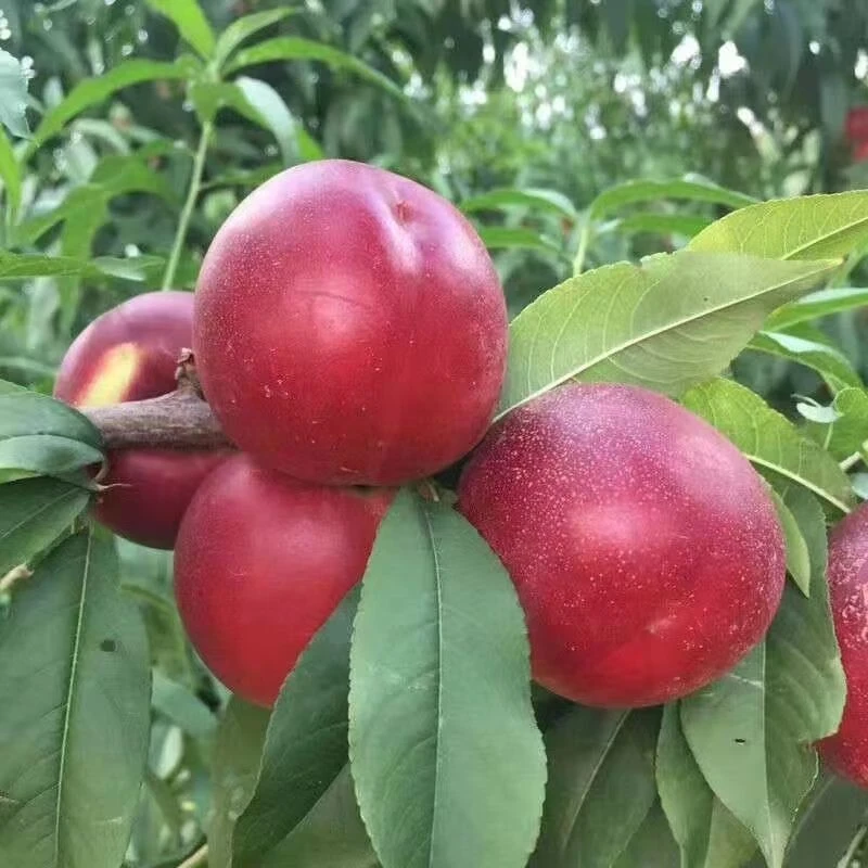 嫁接油桃树苗中号桃树苗盆栽地栽庭院南北方四季种植当年结果