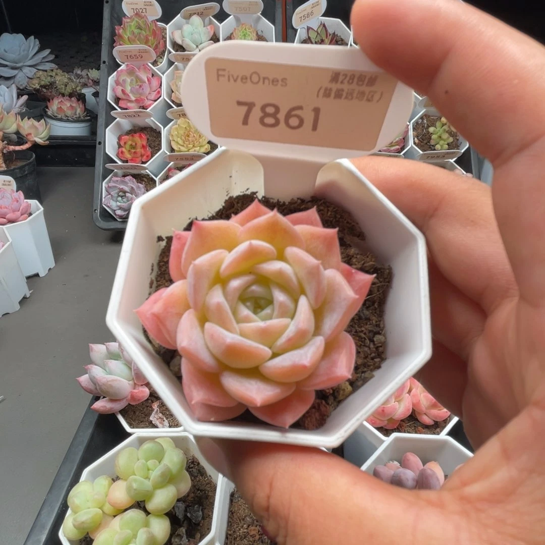 7861冰贵妃4.5厘米