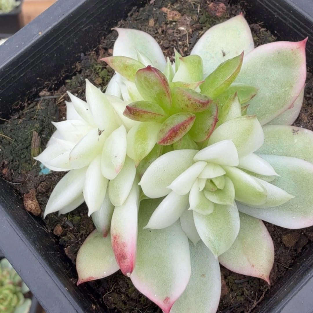 黑水晶锦底座群生的如今