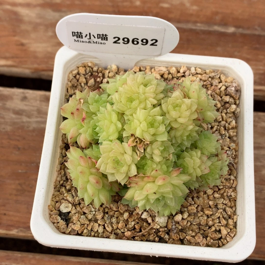 星***多肉植物杂交珍妮