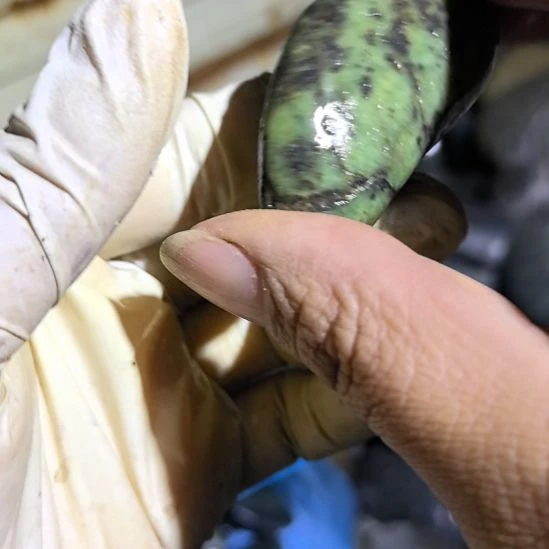 随***缘藏玉药王石原石一个摆件