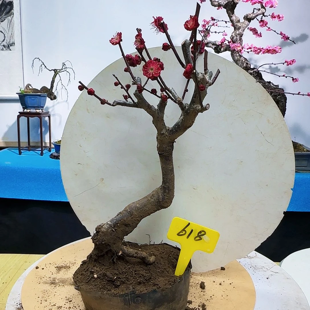 无铅玻璃一**护  b n k l l l