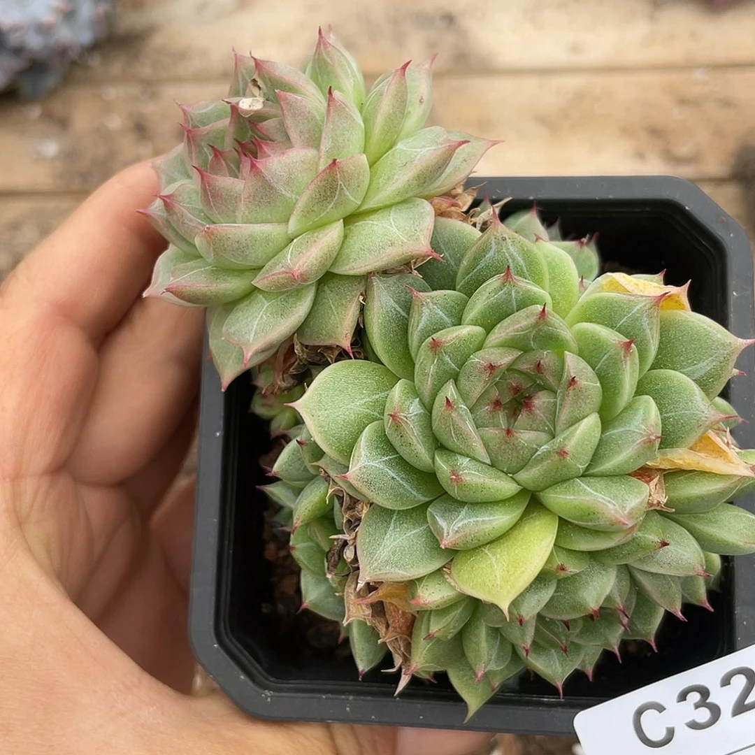 若如东云单拍C320