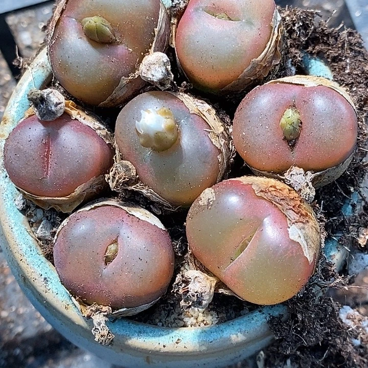 红宝石毛汉尼一颗