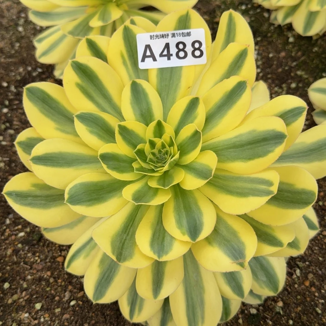 488绿珀。多肉植物