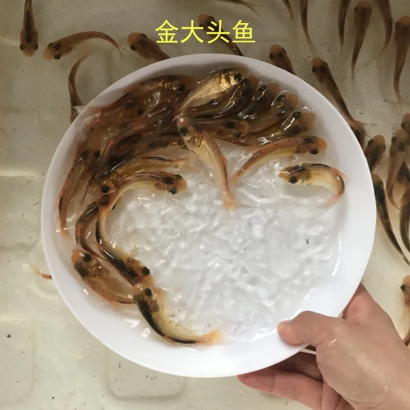 金大头鱼淡水金花鲢鱼金胖头鱼金鳙鱼雄鱼红大头鱼活体宠物观赏鱼