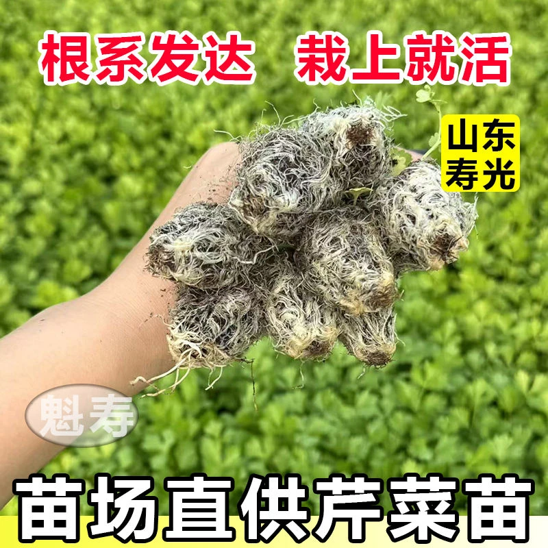 皇后芹菜苗西芹香芹根芹高产四季春秋盆栽阳台基地直发