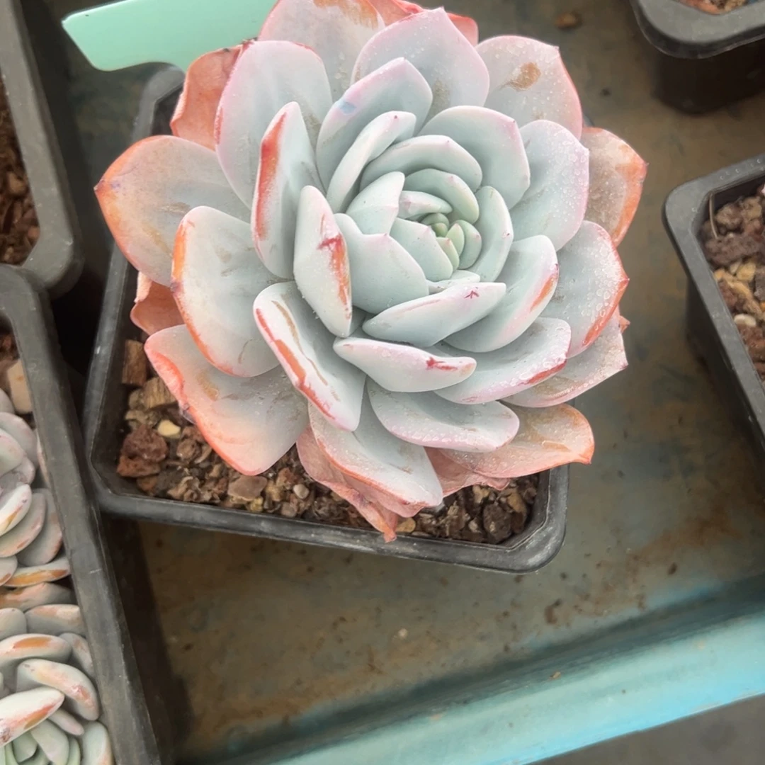 牛***劲精品多肉植物老桩