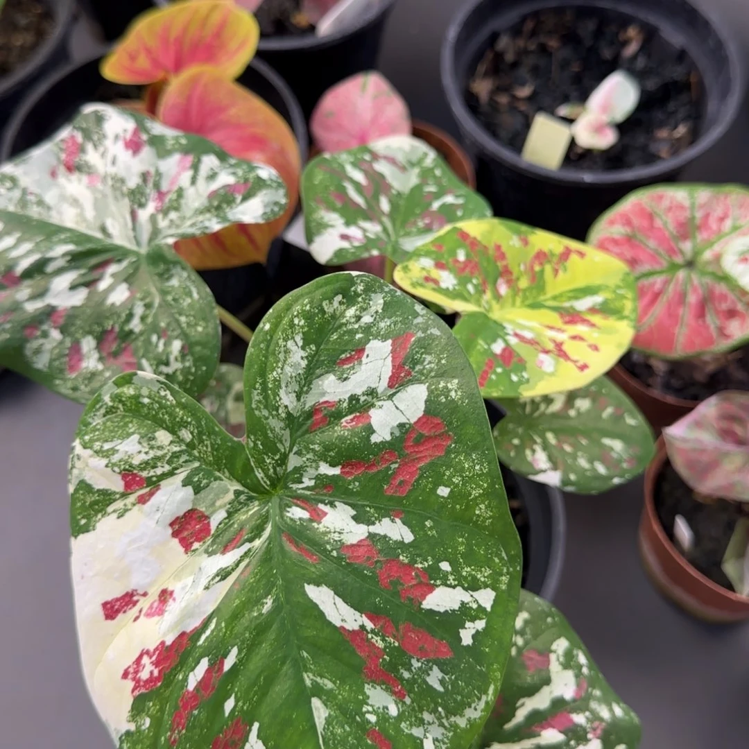 10-1028广东发货彩叶芋