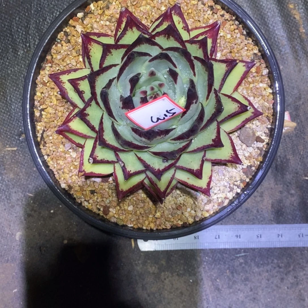 彼*花福利美乌a15