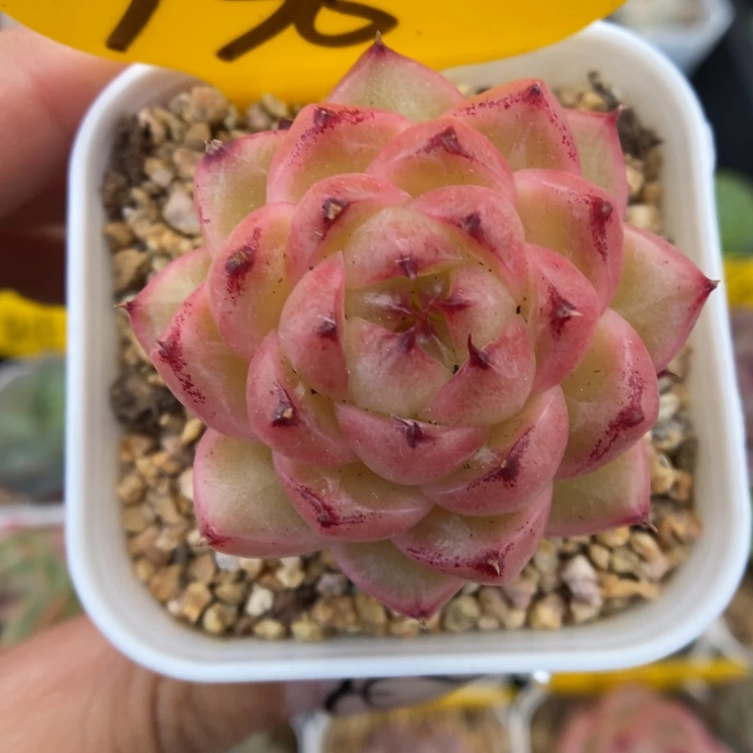 润玉珍妮可拍936号。