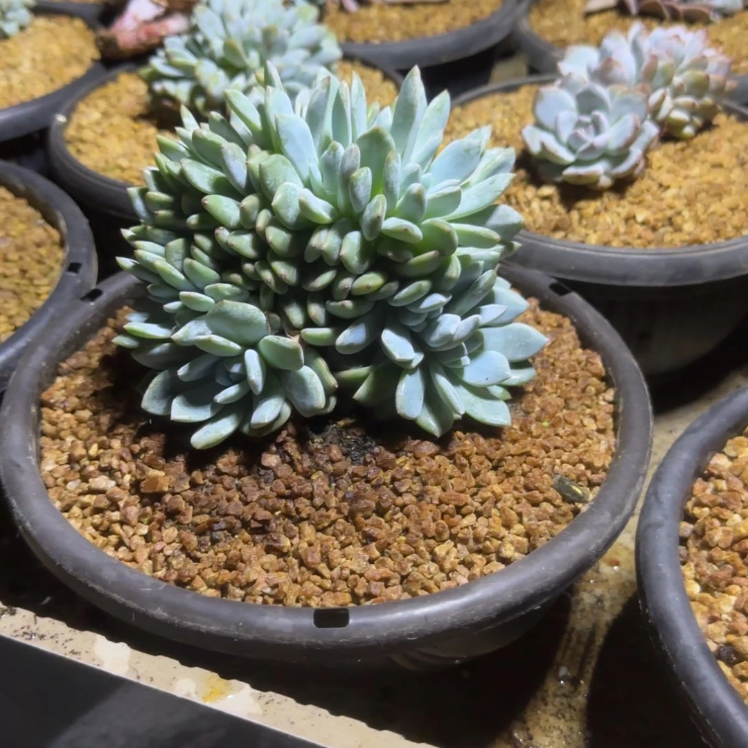 片*多肉植物一物一拍