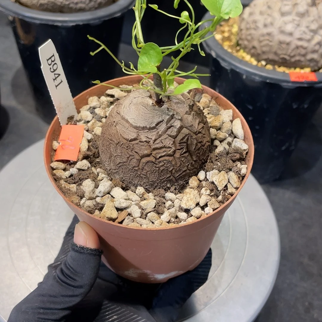 941号龟甲龙不退不换