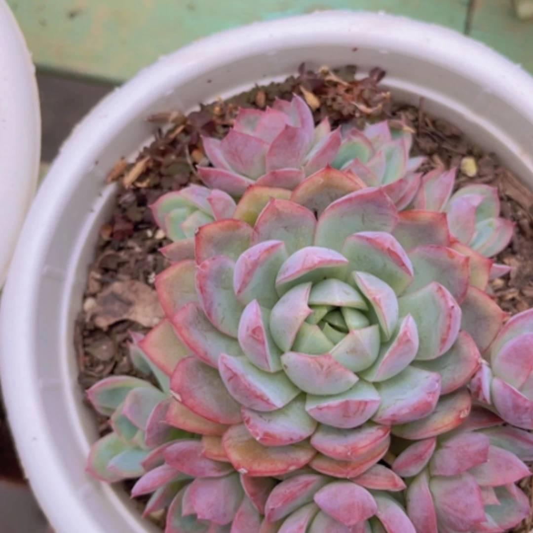 【闪购商品】奥黛丽0282