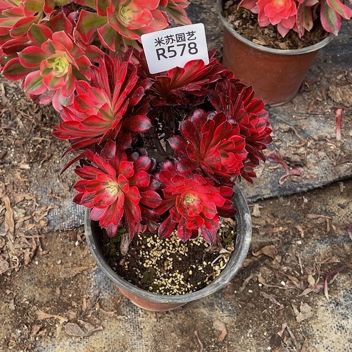 578多肉植物的生长